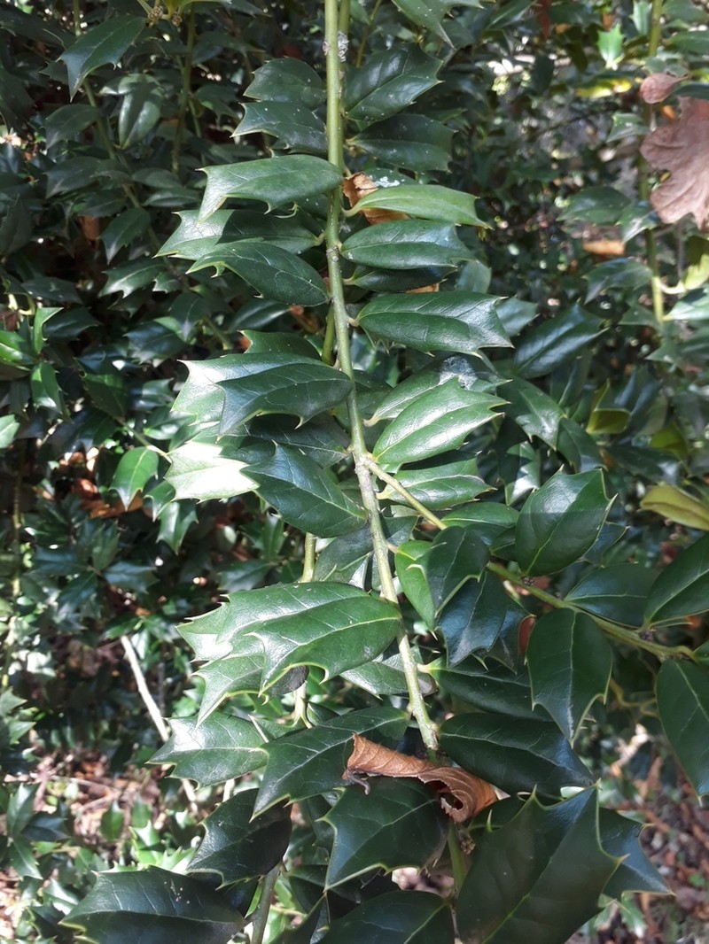Ilex spinigera photo 5