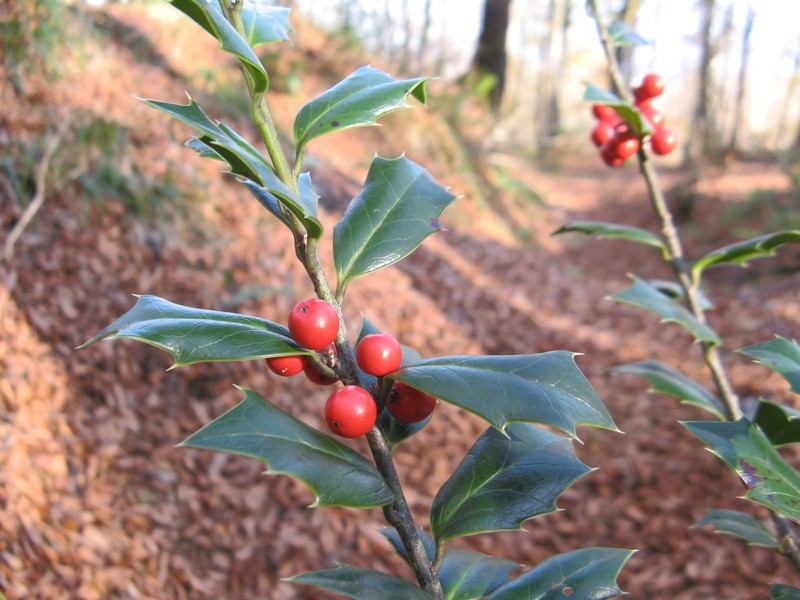 Ilex spinigera photo 6