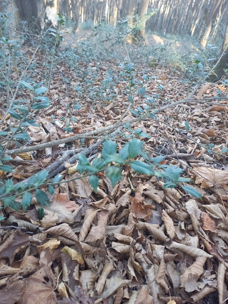Ilex spinigera photo 7
