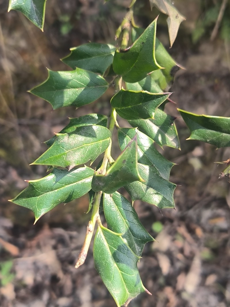 Ilex spinigera photo 8