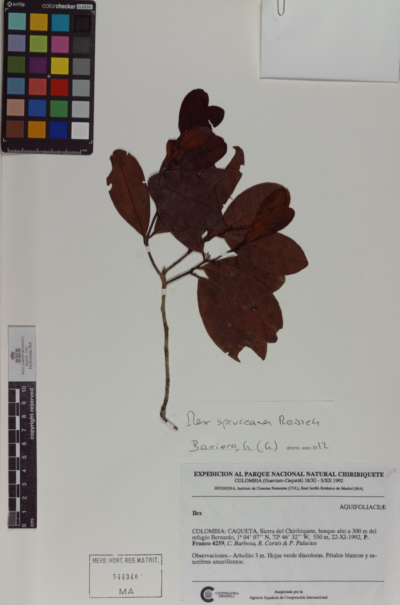 Ilex spruceana