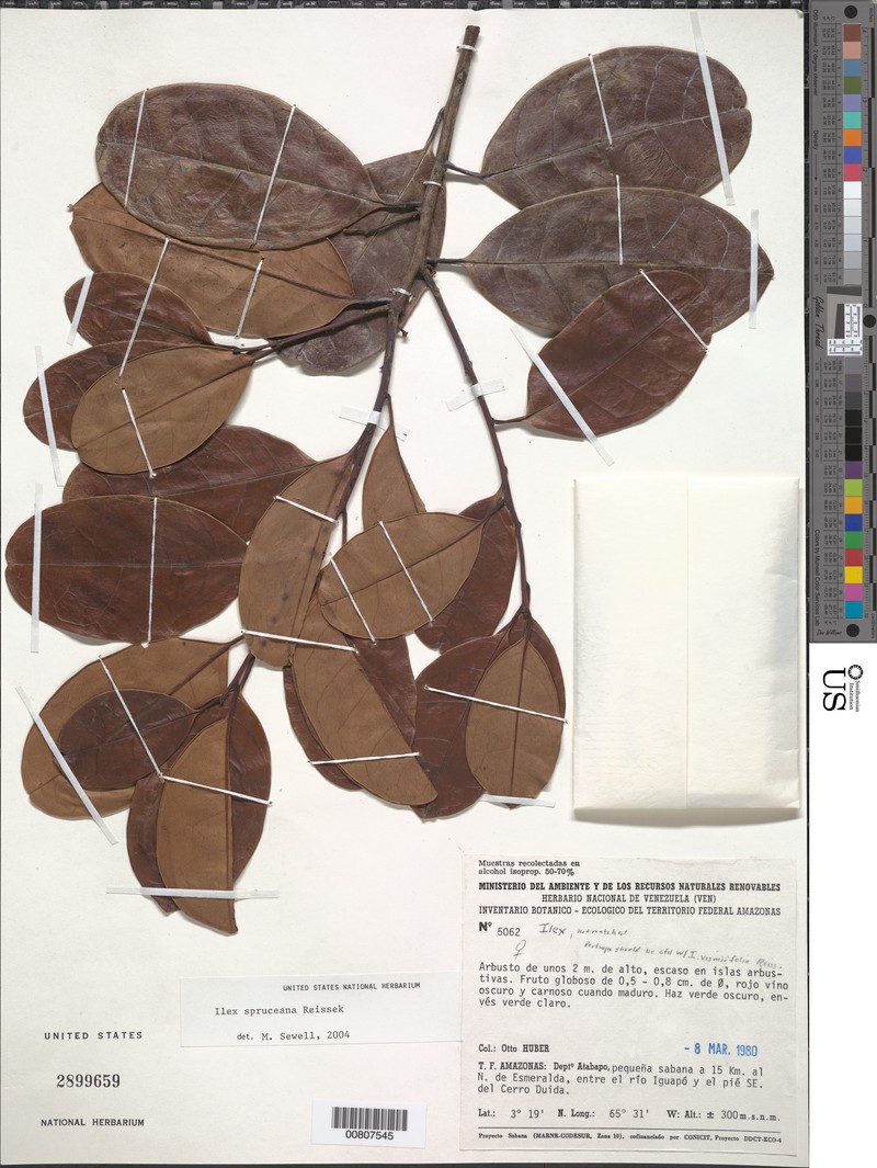 Ilex spruceana photo 2