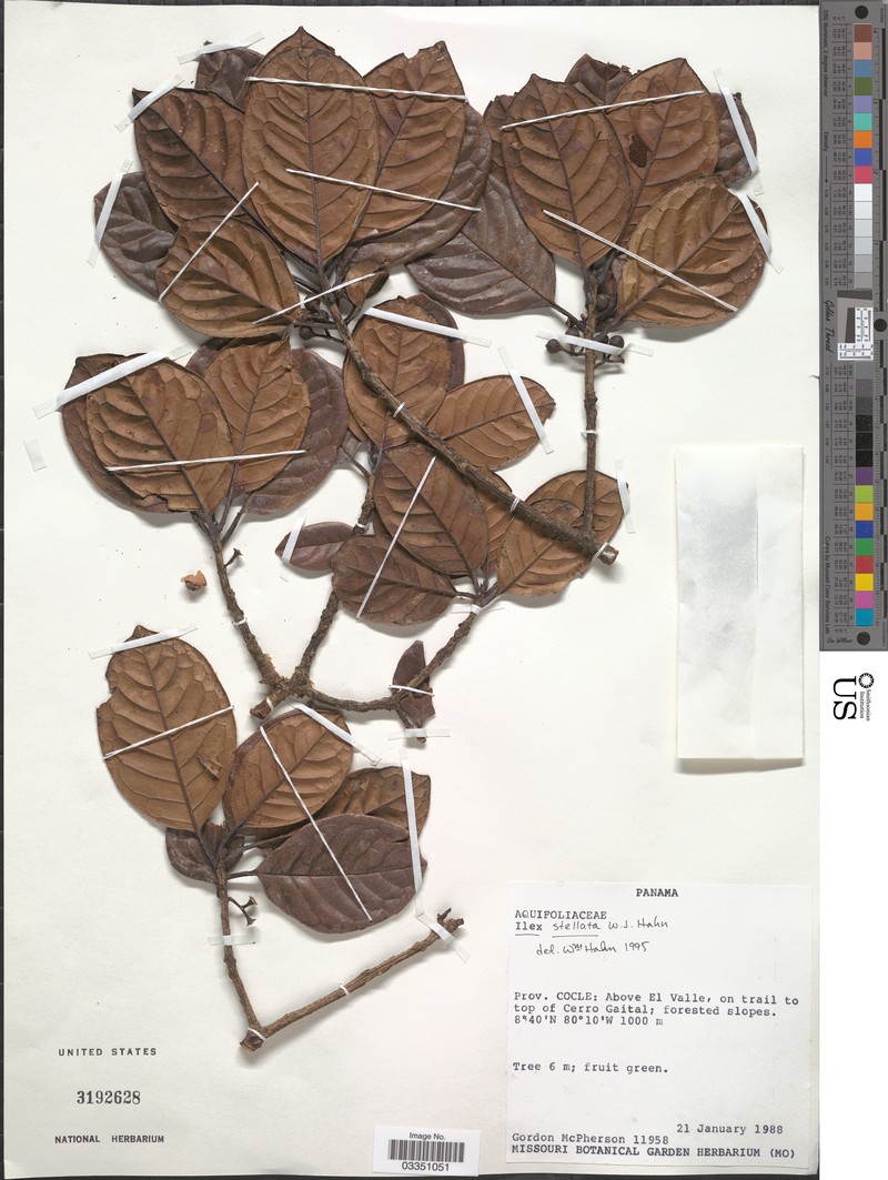 Ilex stellata