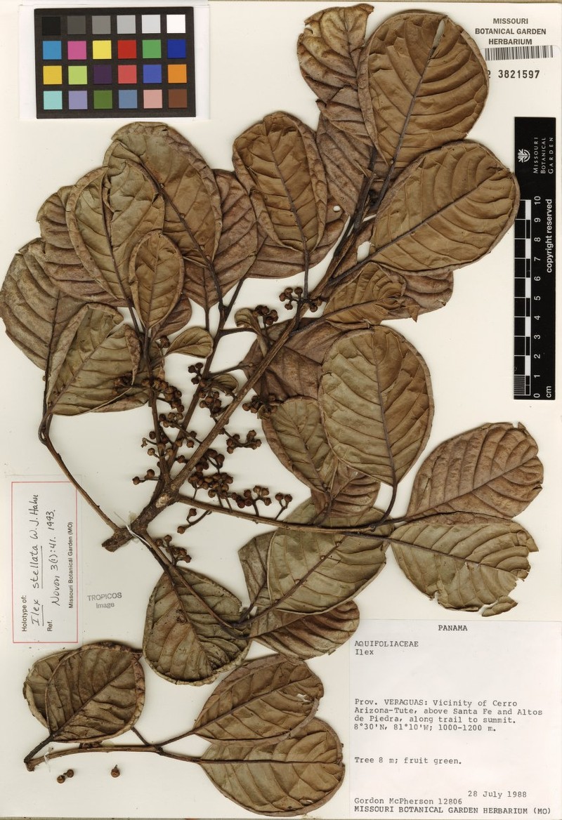 Ilex stellata photo 2