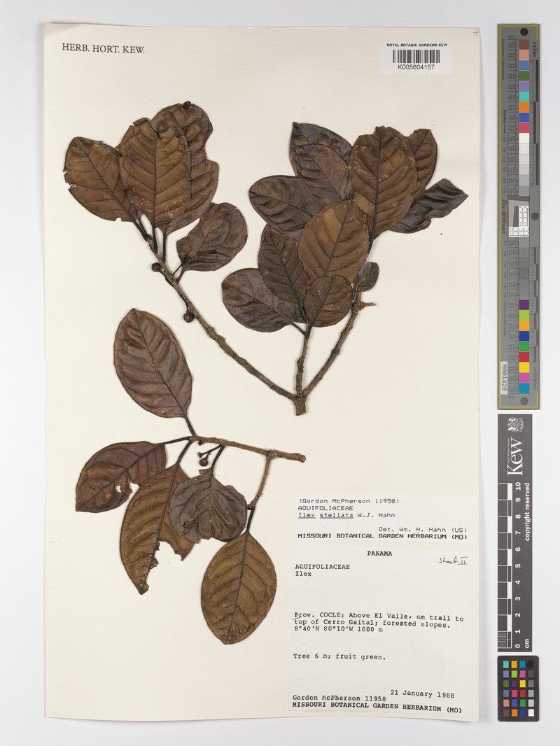 Ilex stellata photo 3
