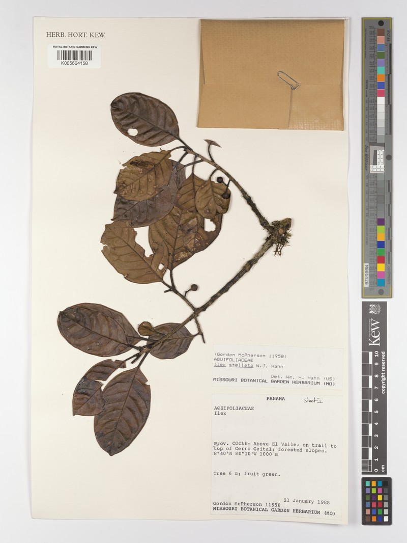 Ilex stellata photo 4