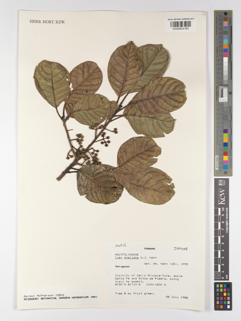 Ilex stellata photo 5