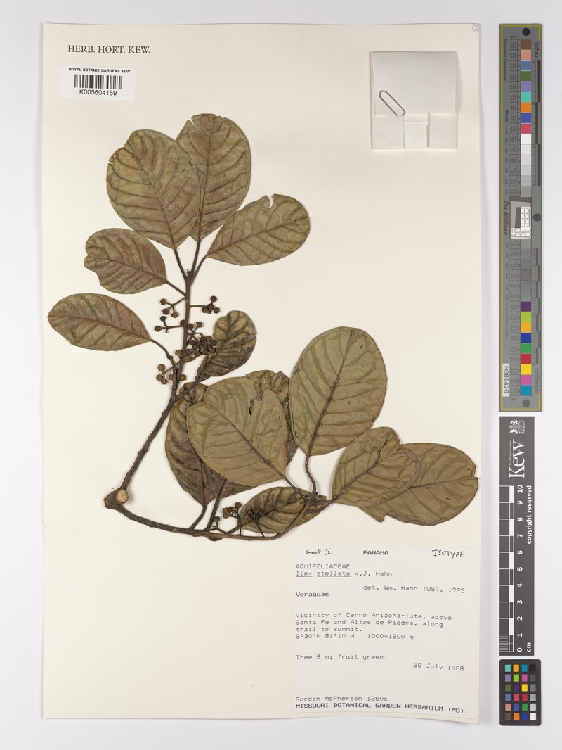 Ilex stellata photo 6