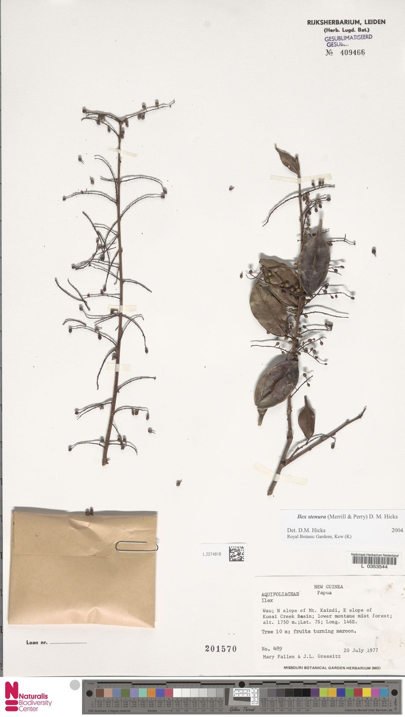 Ilex stenura