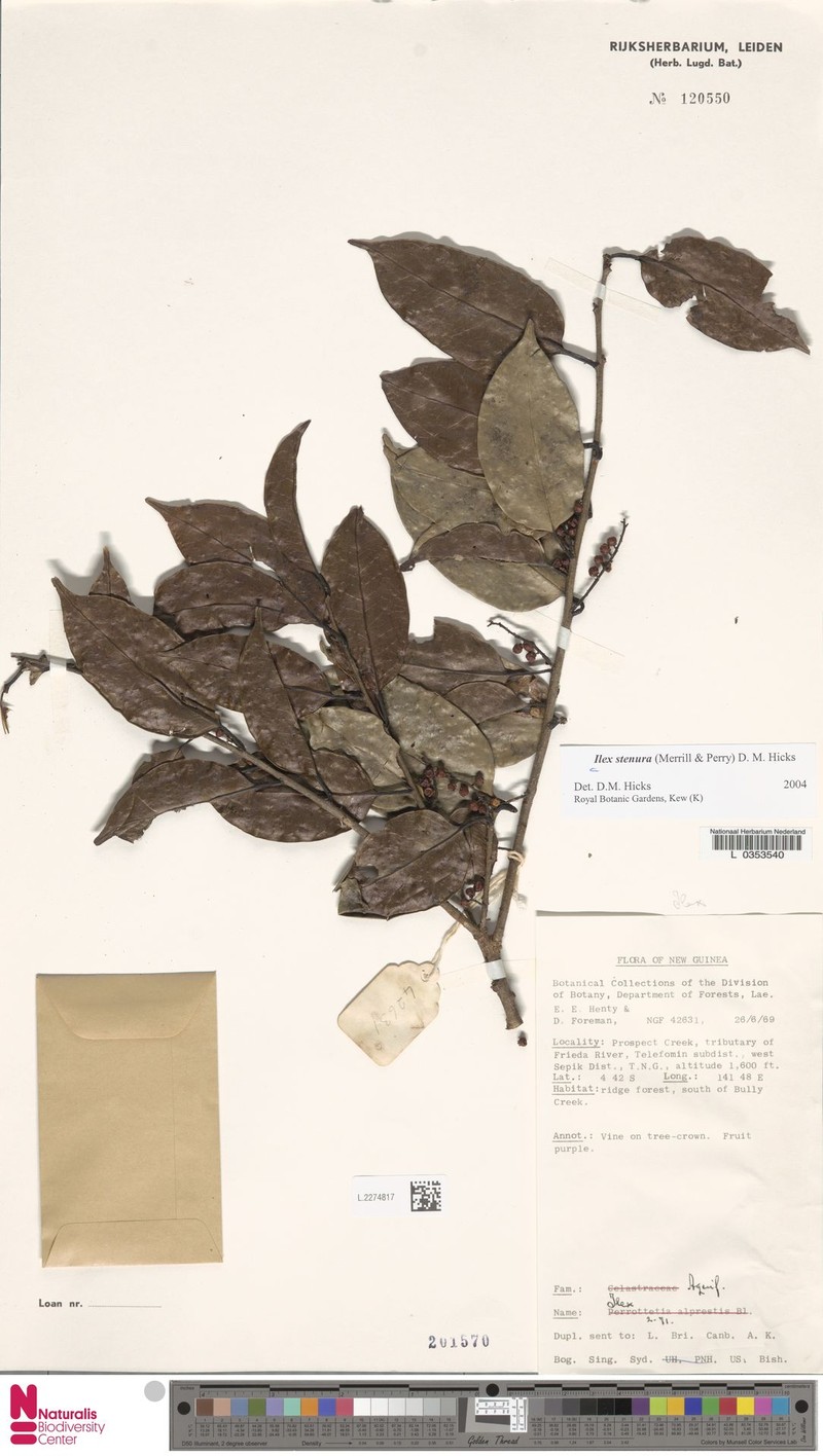 Ilex stenura photo 2