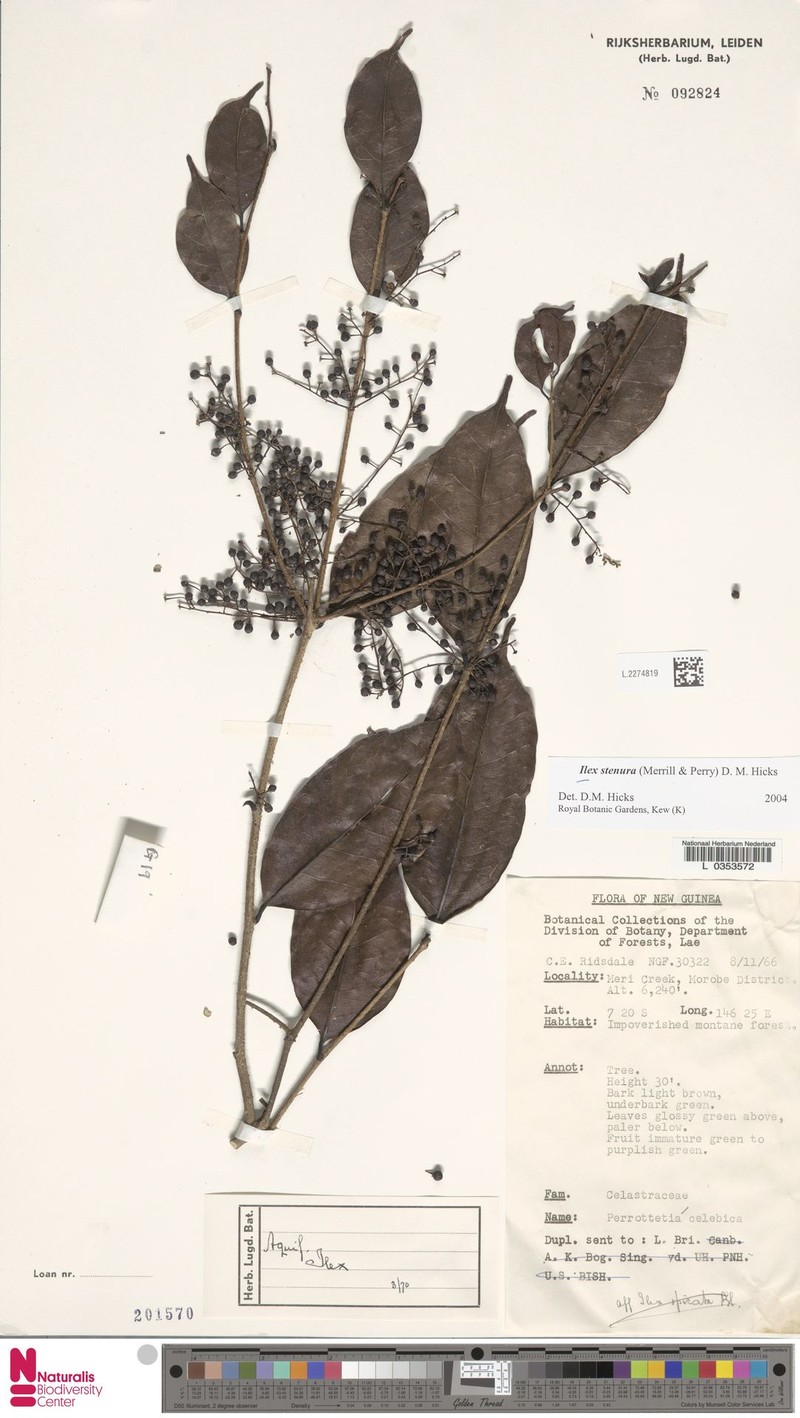 Ilex stenura photo 3