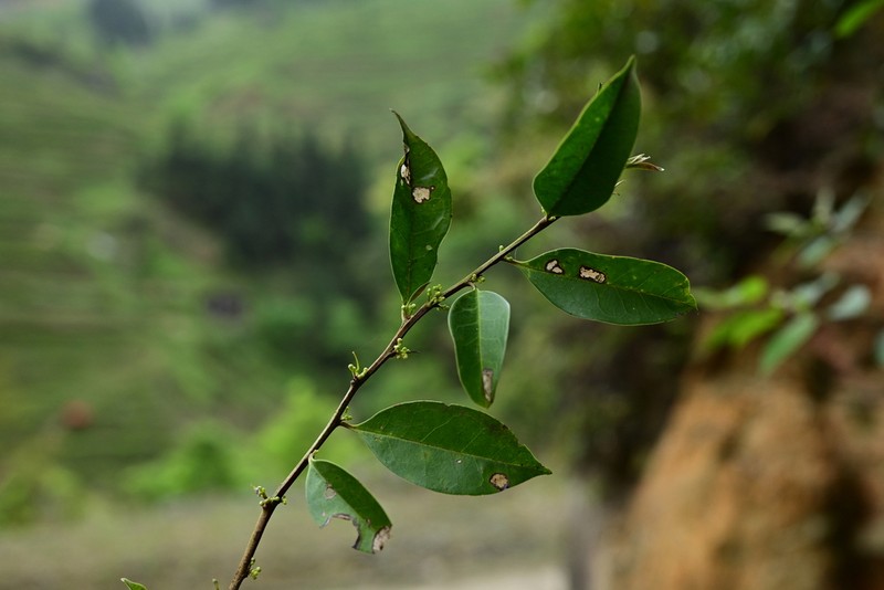 Ilex stewardii