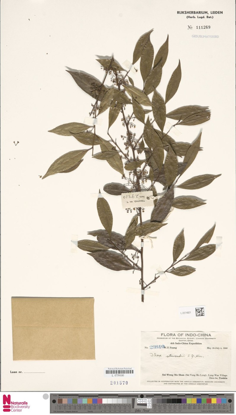 Ilex stewardii photo 2