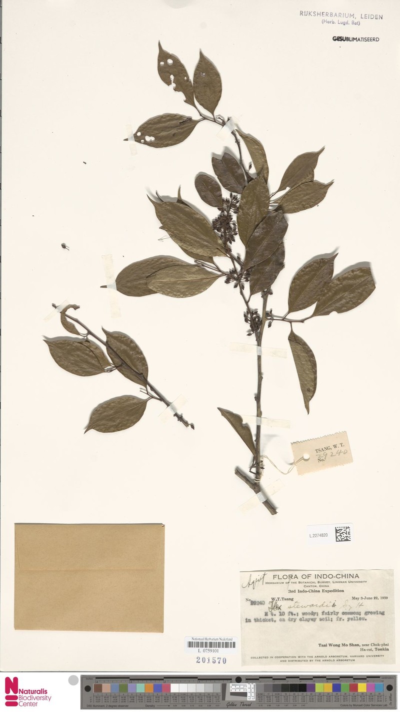 Ilex stewardii photo 3