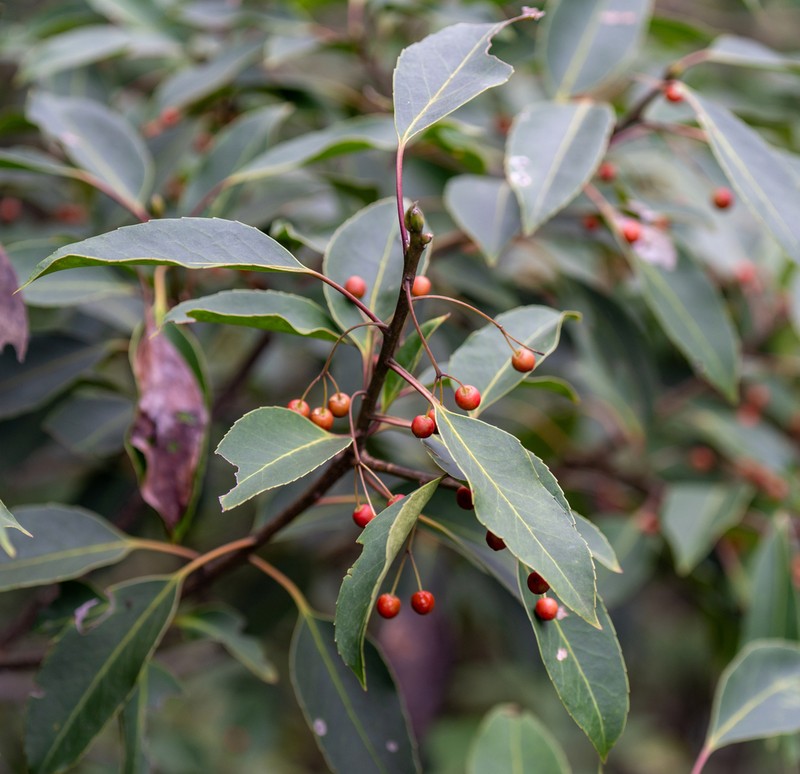 Ilex suaveolens