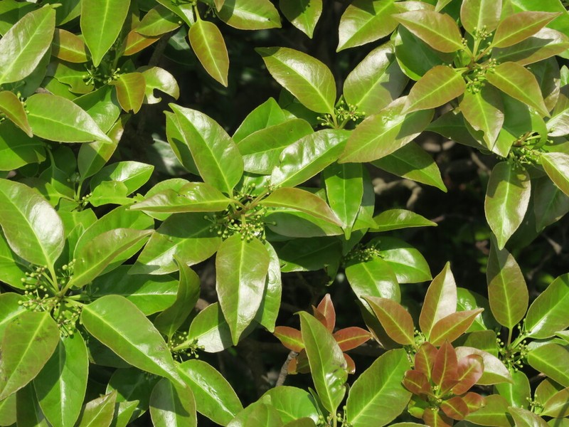 Ilex suaveolens photo 2