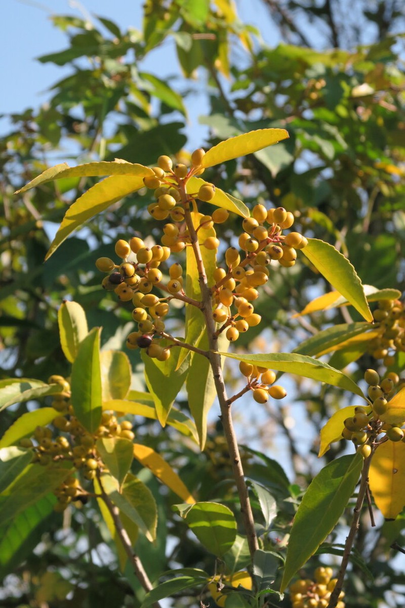 Ilex suaveolens photo 3