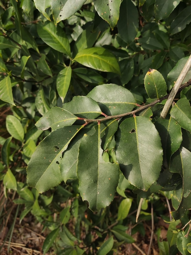 Ilex suaveolens photo 5