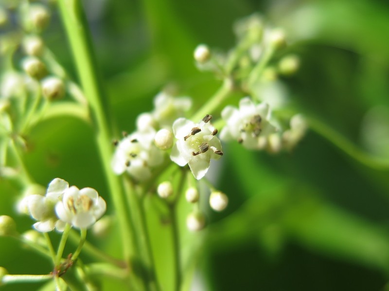 Ilex suaveolens photo 6