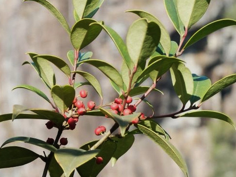 Ilex suaveolens photo 7
