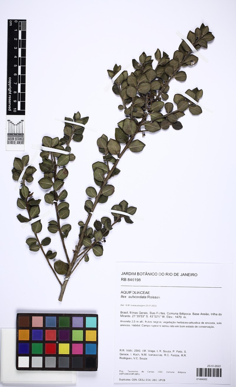 Ilex subcordata