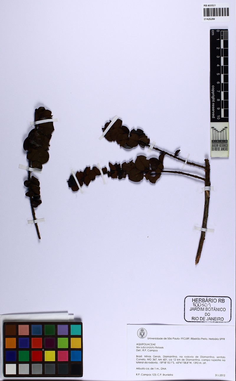 Ilex subcordata photo 2