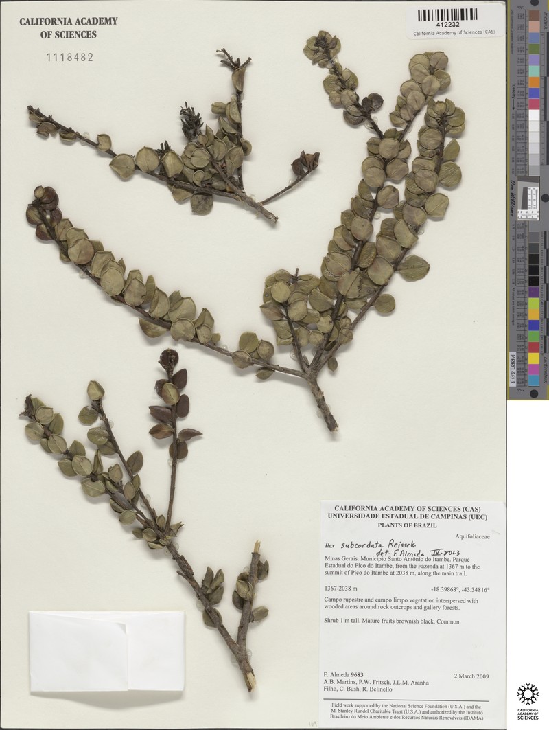 Ilex subcordata photo 3