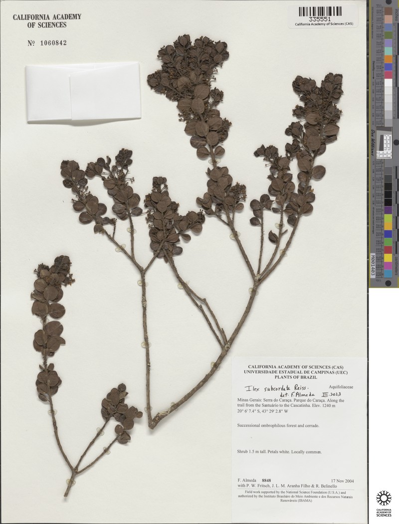 Ilex subcordata photo 4