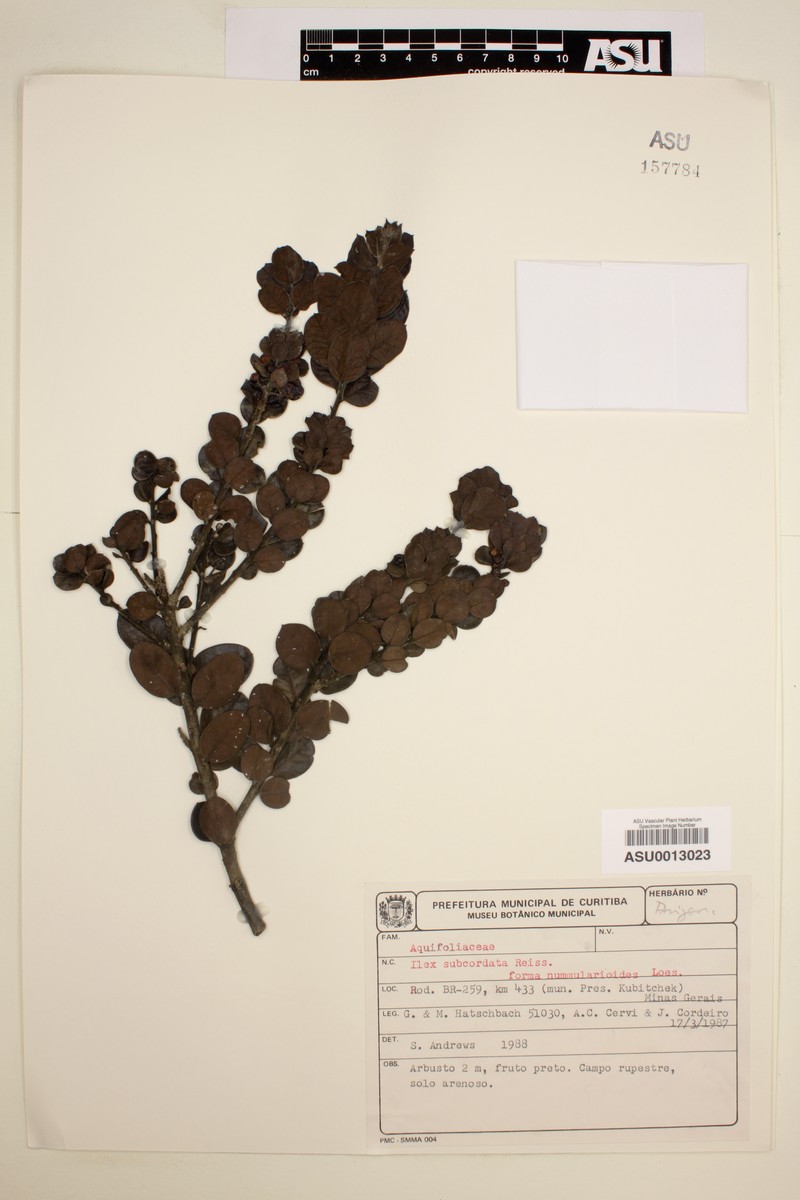 Ilex subcordata photo 5