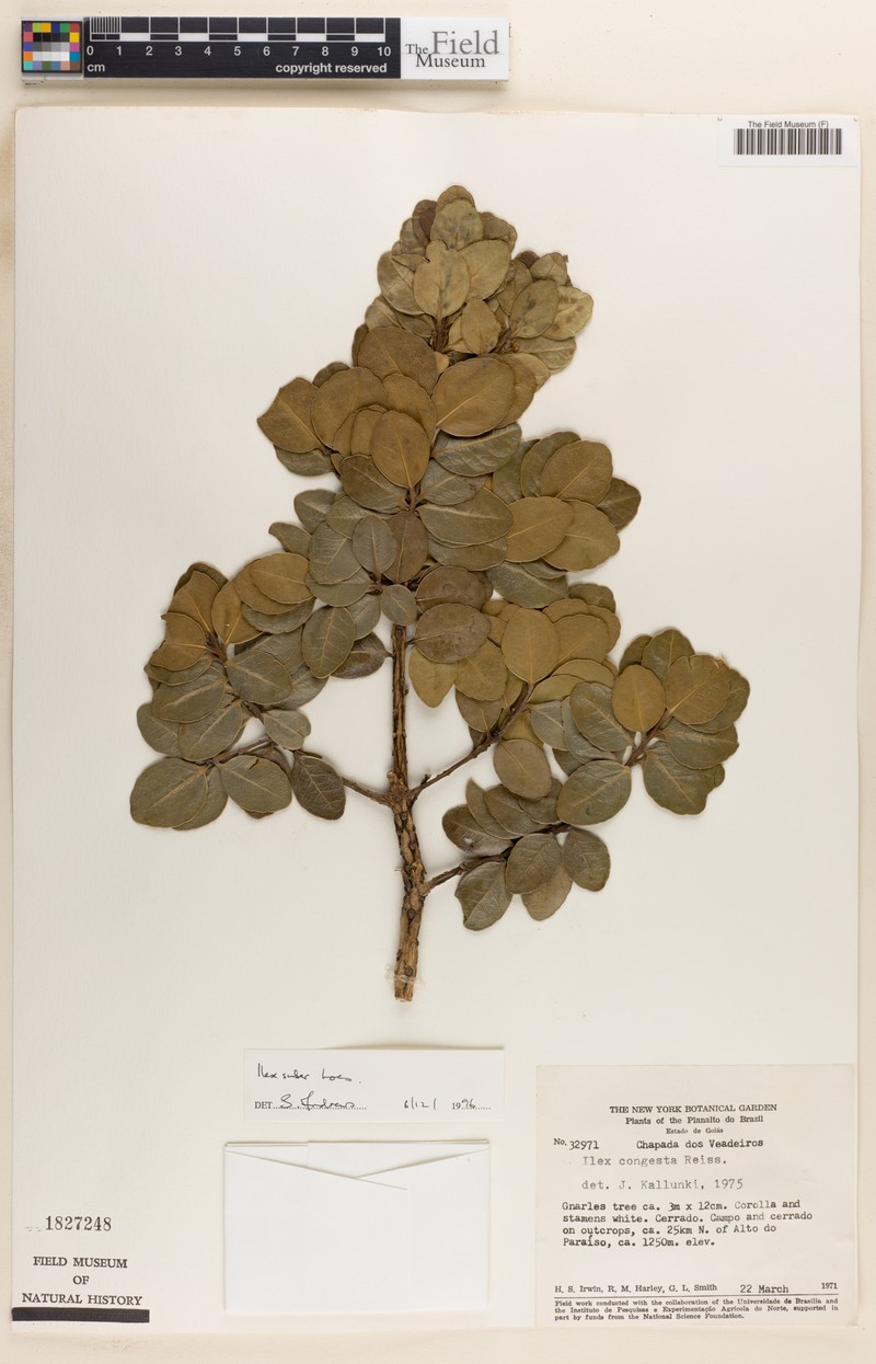 Ilex suber