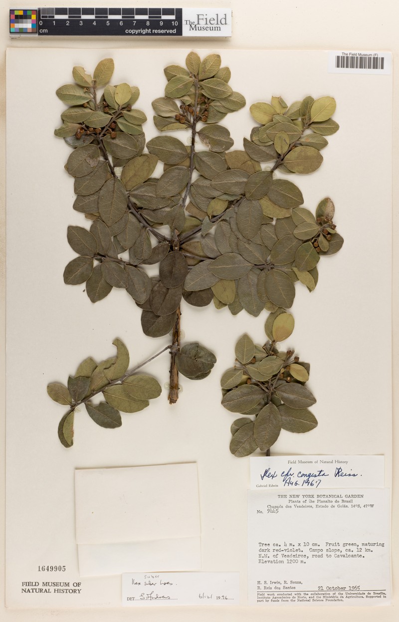 Ilex suber photo 2