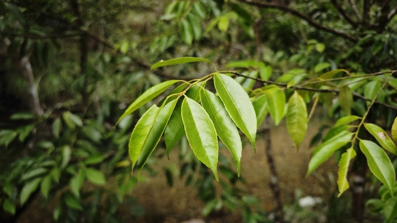 Ilex subficoidea