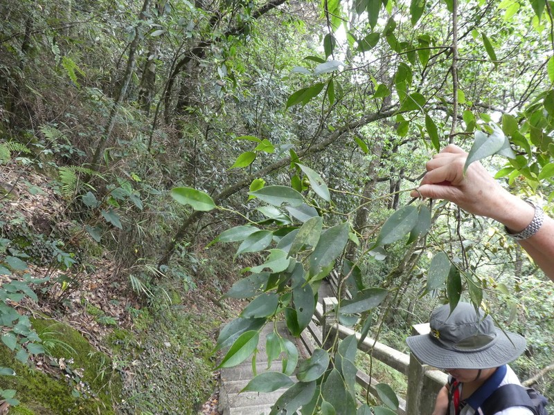 Ilex subficoidea photo 2