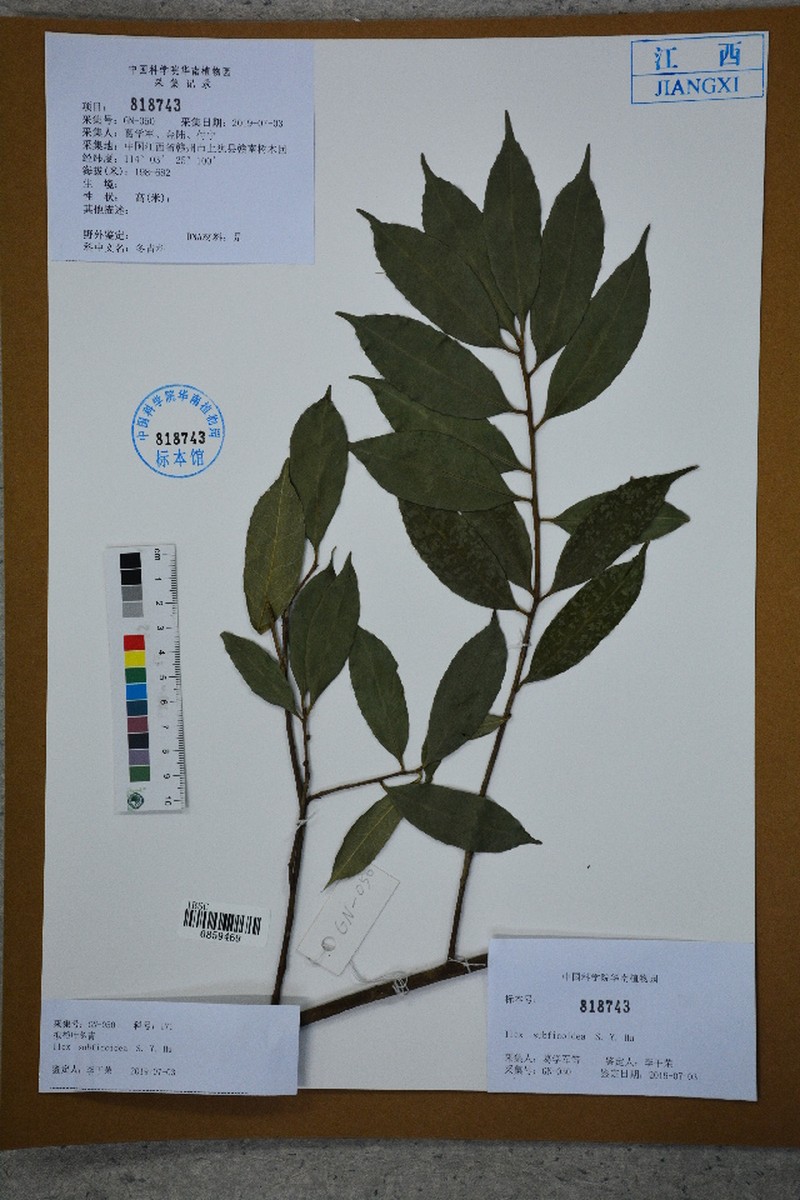 Ilex subficoidea photo 4