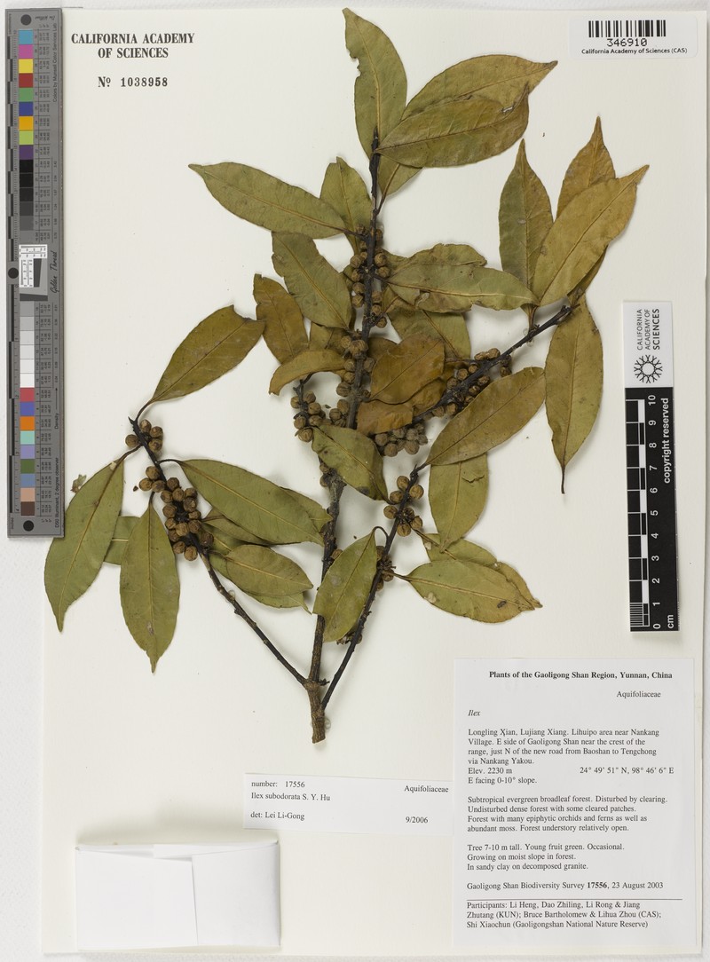Ilex subodorata