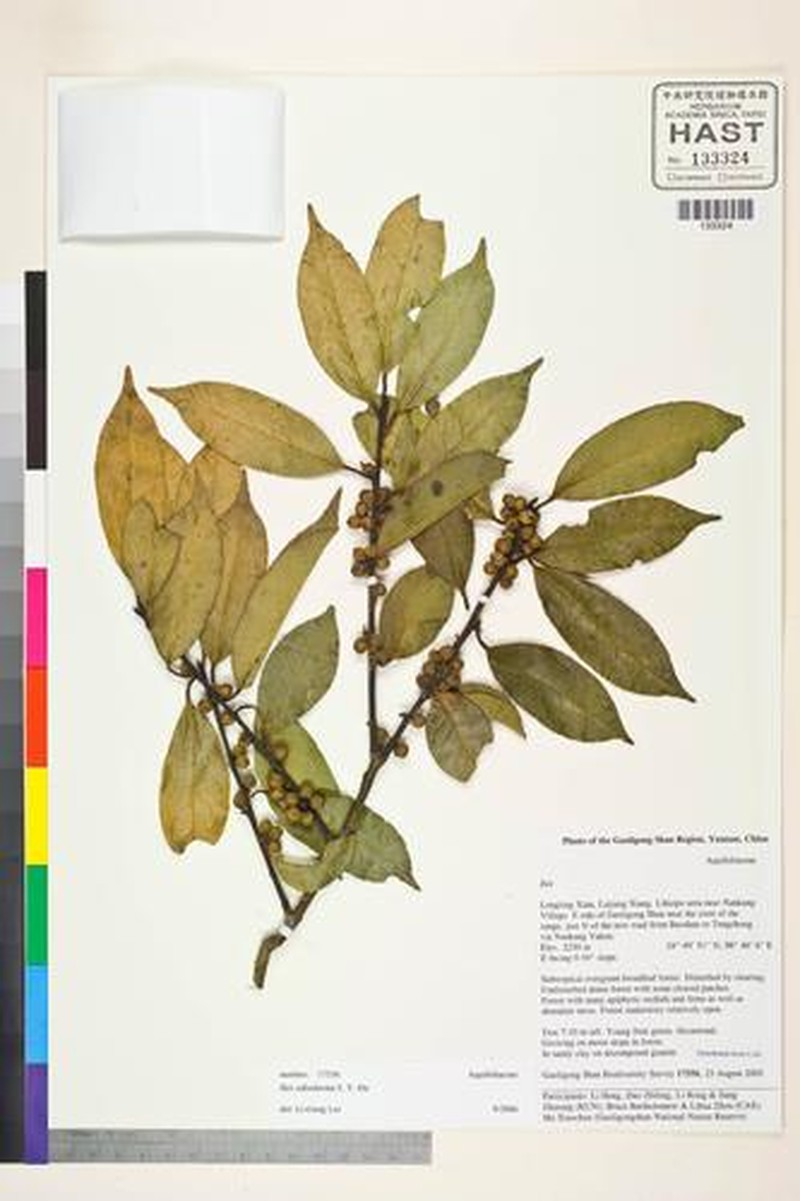 Ilex subodorata photo 2