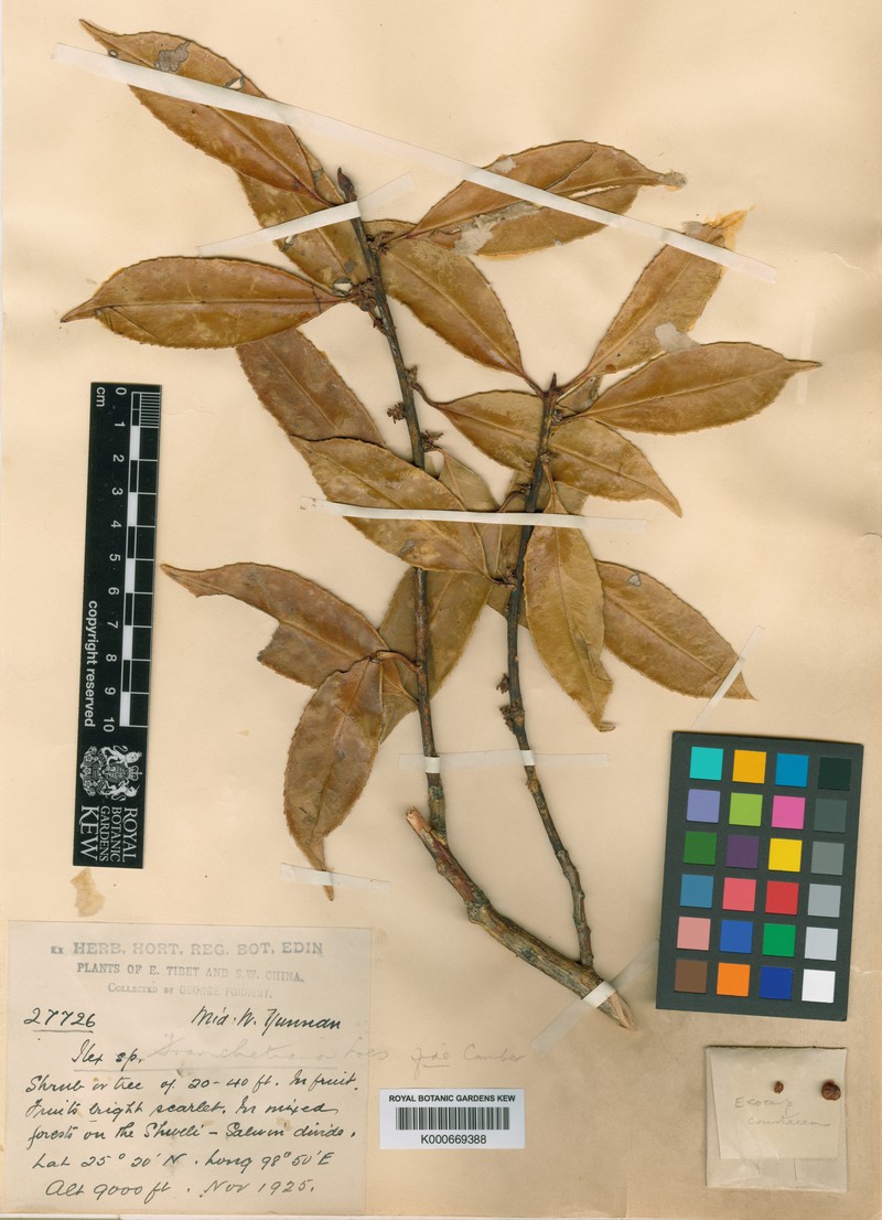 Ilex subodorata photo 3