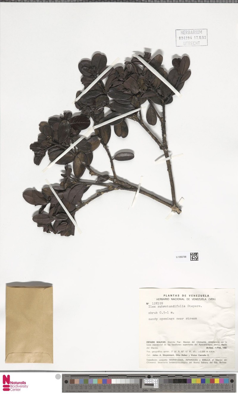 Ilex subrotundifolia
