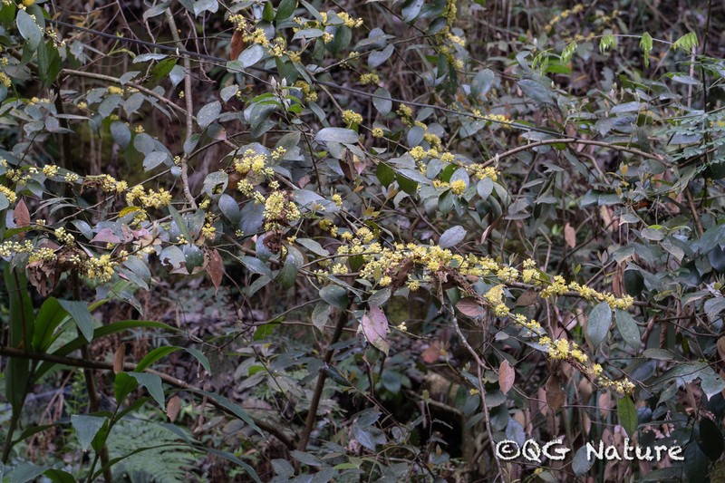 Ilex subrugosa