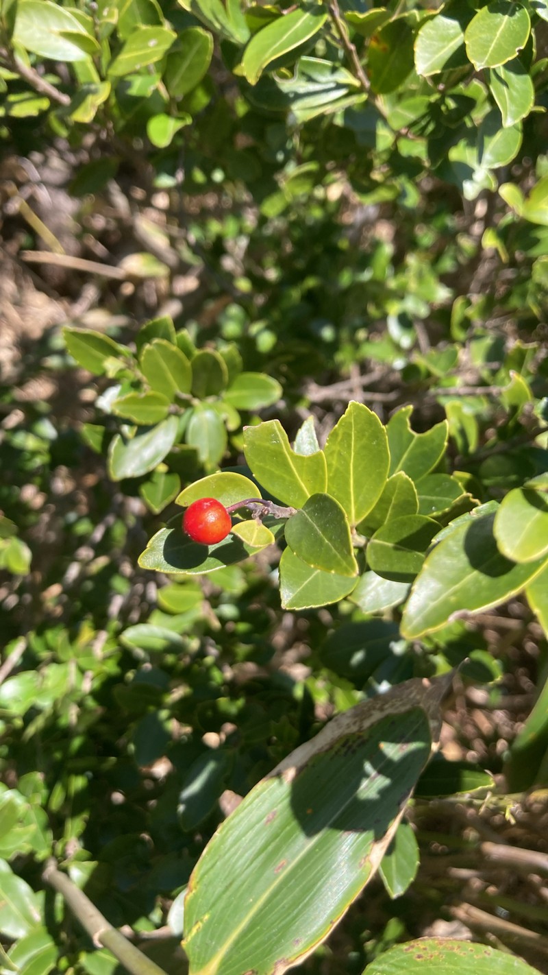 Ilex sugerokii var. brevipedunculata