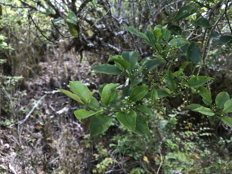Ilex sugerokii var. brevipedunculata photo 2