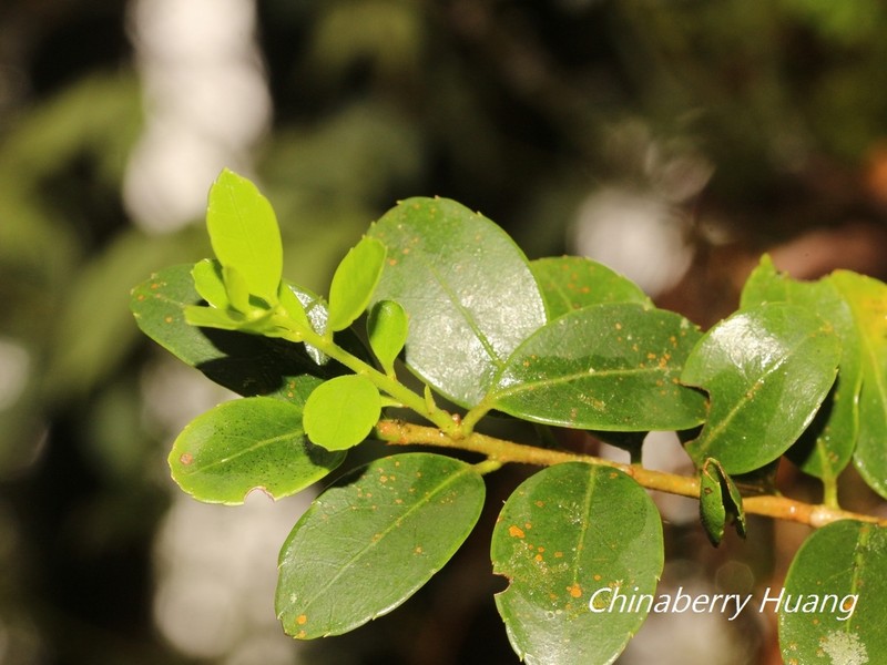 Ilex sugerokii var. brevipedunculata photo 3