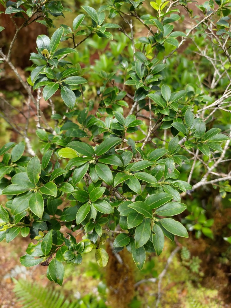 Ilex sugerokii var. brevipedunculata photo 4