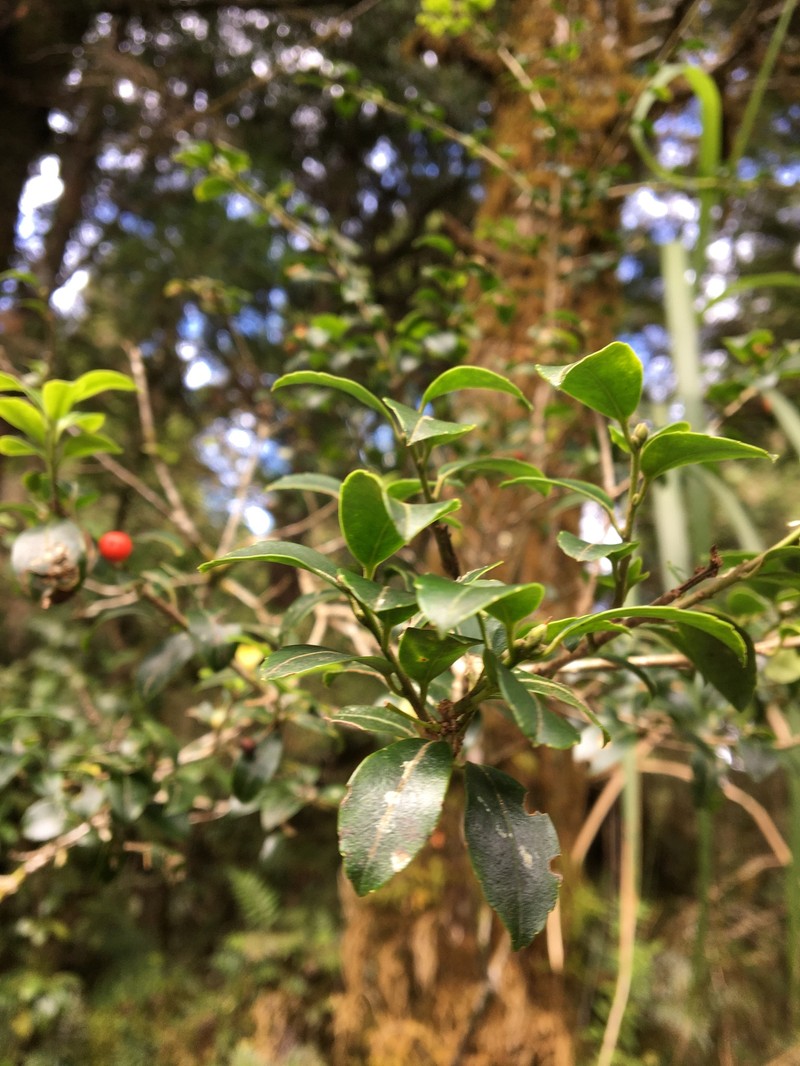 Ilex sugerokii var. brevipedunculata photo 5