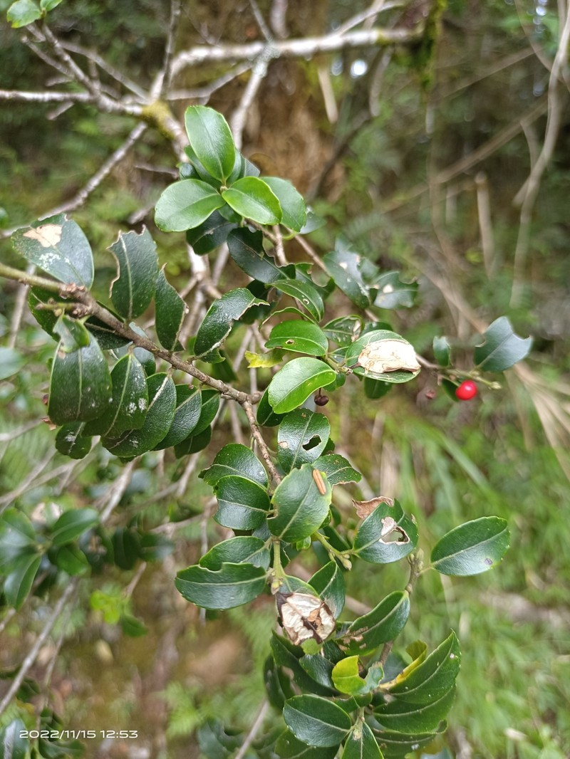 Ilex sugerokii var. brevipedunculata photo 6