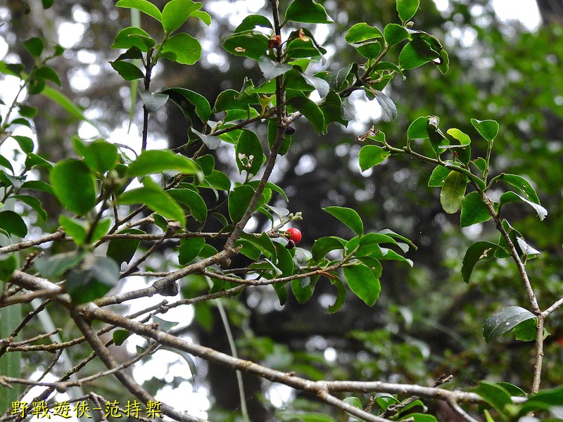 Ilex sugerokii var. brevipedunculata photo 7