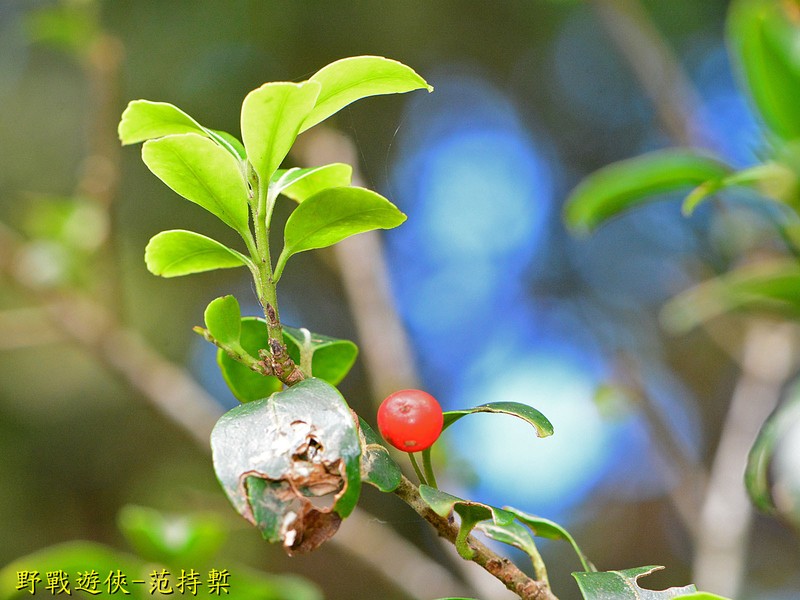Ilex sugerokii var. brevipedunculata photo 8