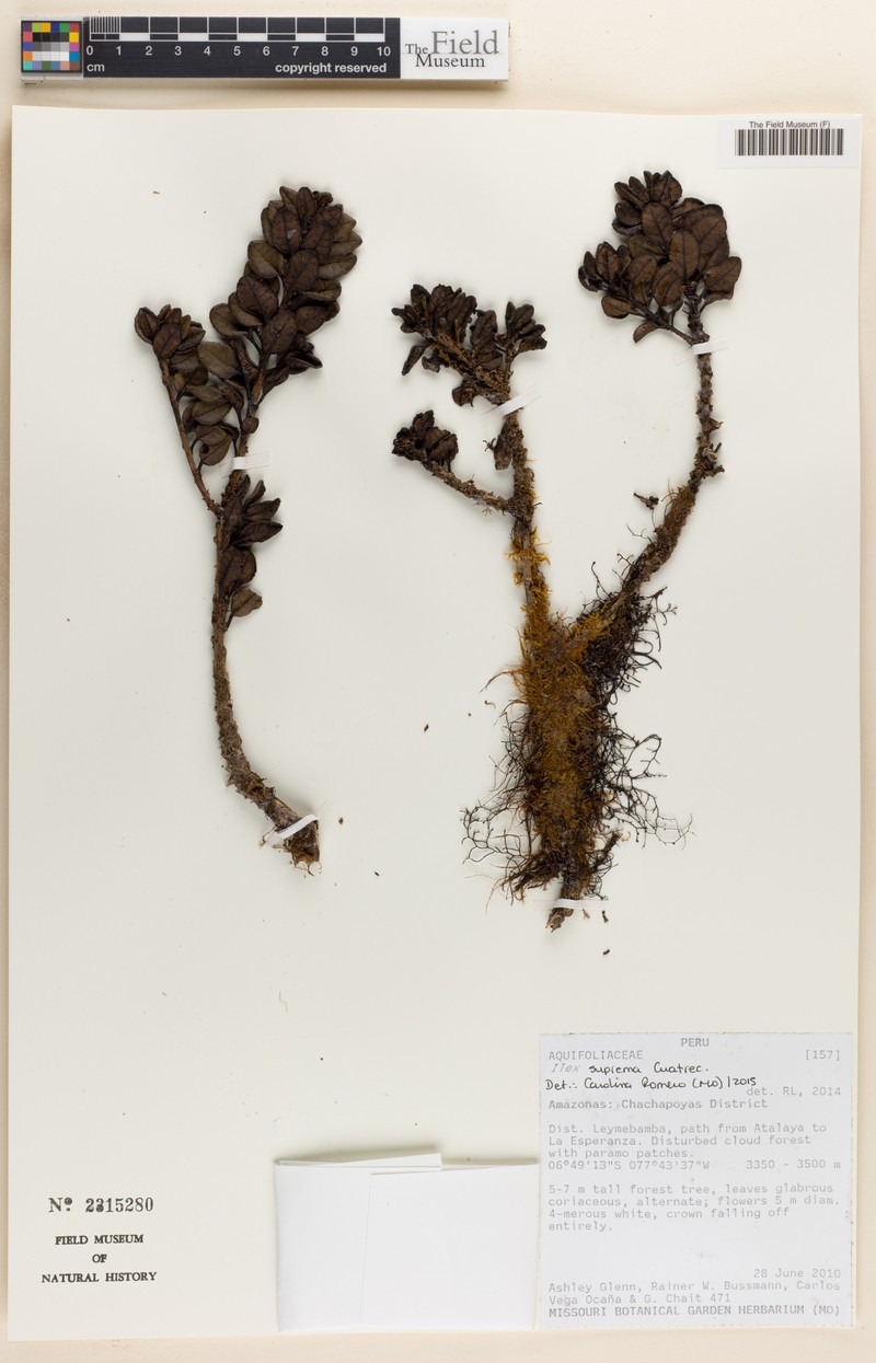 Ilex suprema