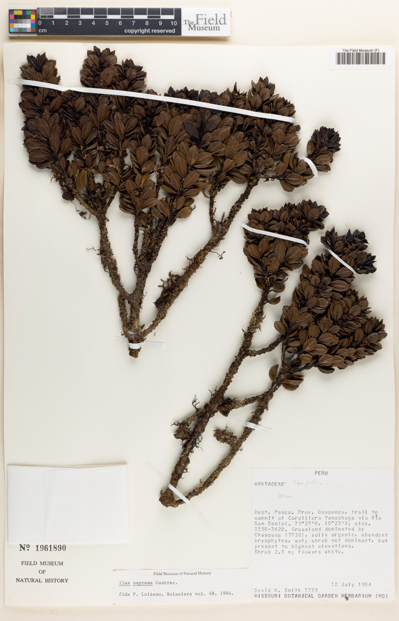 Ilex suprema photo 2