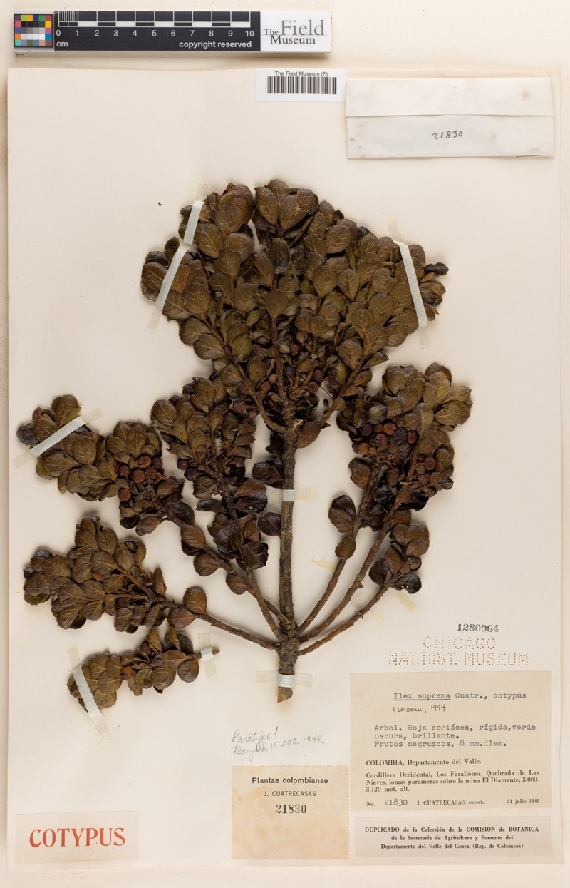 Ilex suprema photo 3